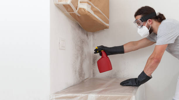 Professional Basement Mold Remediation technician working in Carversville, PA