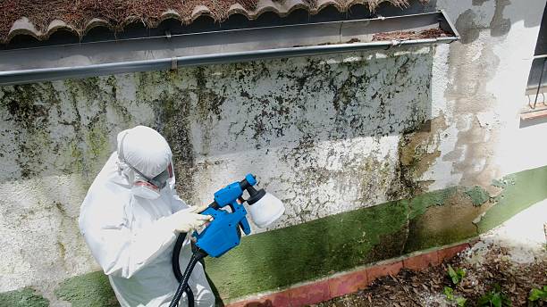 Trusted Basement Mold Remediation service in Carversville, PA - Cheap Mold Removal